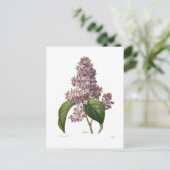 Lilac Postkarte (Stehend Vorderseite)