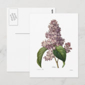 Lilac Postkarte (Vorne/Hinten)