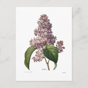 Lilac Postkarte