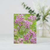 Lilac Postkarte (Stehend Vorderseite)