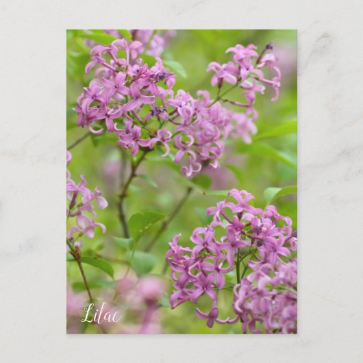Lilac Postkarte (Vorderseite)