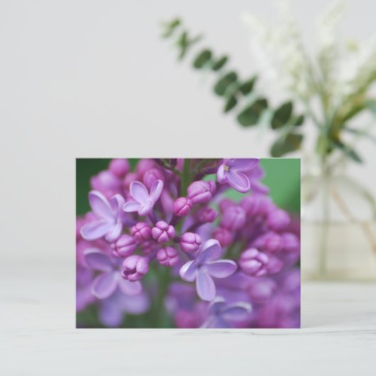 Lilac Postkarte (Stehend Vorderseite)