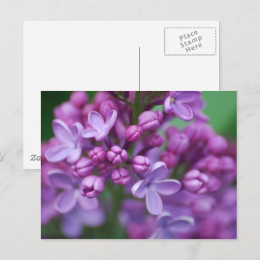 Lilac Postkarte (Vorne/Hinten)