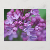 Lilac Postkarte (Vorderseite)