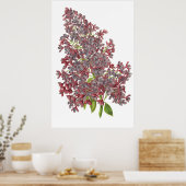 Lilac PREMIUM BOTANICAL DRINT Poster (Küche)