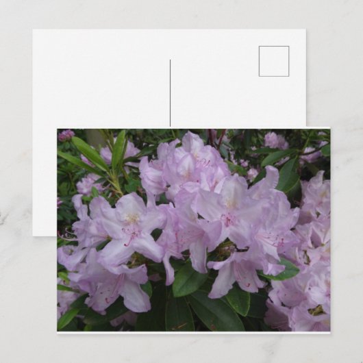 Lilac Rhododendron Blume DIY Postkarte (Vorne/Hinten)