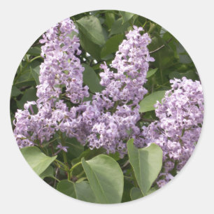 Lilac Stickers