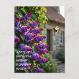 Lilac Symbolism Postkarte