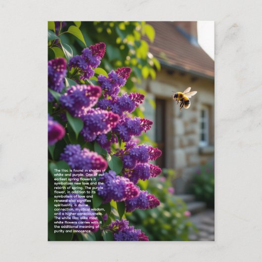 Lilac Symbolism Postkarte (Vorderseite)
