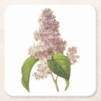 lilac(Syringa sp) von Redouté