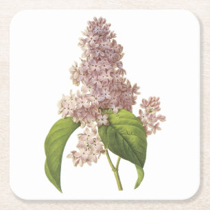 lilac(Syringa sp) von Redouté Rechteckiger Pappuntersetzer
