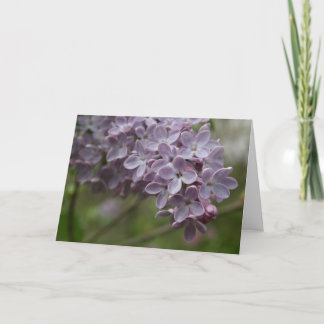Lilac (Syringa spp.) Karte