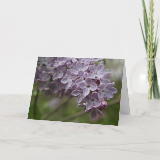 Lilac (Syringa spp.) Karte (Vorderseite)