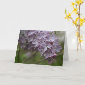 Lilac (Syringa spp.) Karte (Gelbe Blume)