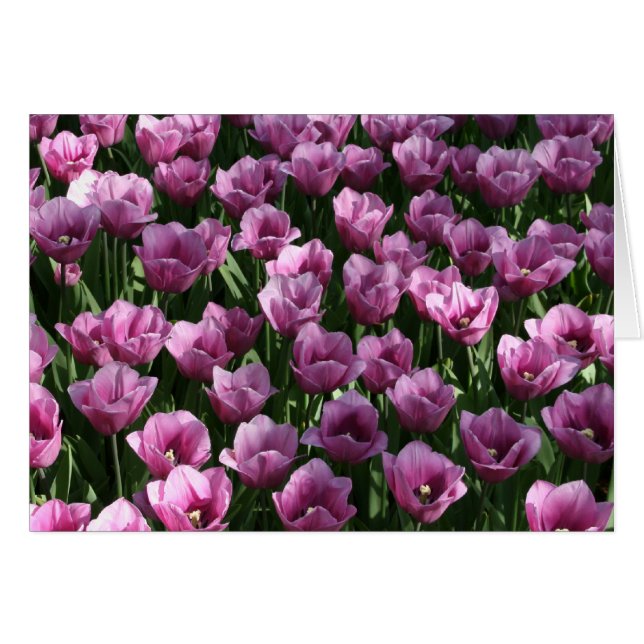 Lilac Tulips (Vorderseite (Horizontal))
