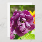 Lilac tulips an einem sonnigen Tag (Vorne/Hinten)