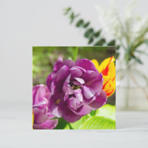 Lilac tulips an einem sonnigen Tag