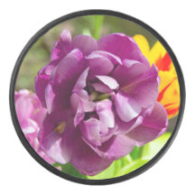 Lilac tulips an einem sonnigen Tag