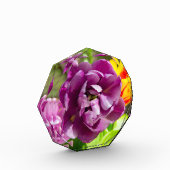 Lilac tulips an einem sonnigen Tag Fotoblock (Links)