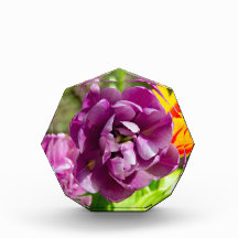 Lilac tulips an einem sonnigen Tag