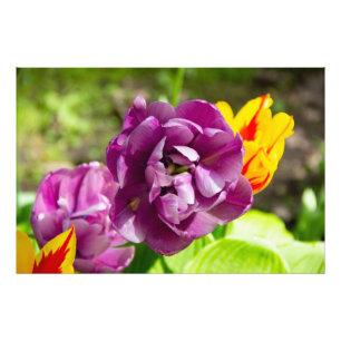 Lilac tulips an einem sonnigen Tag Fotodruck