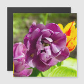 Lilac tulips an einem sonnigen Tag Magnetkarte (Vorne/Hinten)