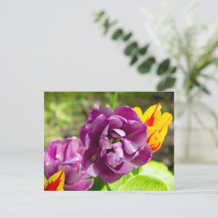 Lilac tulips an einem sonnigen Tag Postkarte