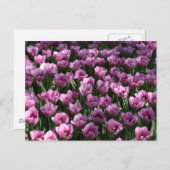 Lilac Tulips Postkarte (Vorne/Hinten)