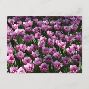 Lilac Tulips Postkarte