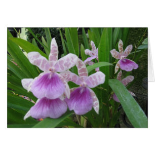 Lilac und White Orchids Card