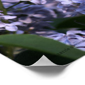 Lilac Vision Print Poster (Ecke)