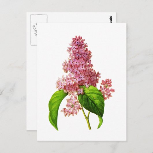 Lilac von Pierre Joseph Redoute Postkarte (Vorne/Hinten)