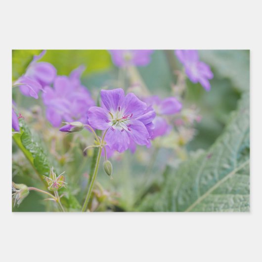 Lilac Wildblume Foto Geranium Botanische Blume Geschenkpapier Set (Vorderseite)