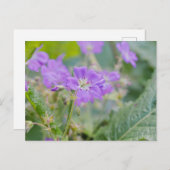 Lilac Wildblume Foto Geranium Botanische Blume Postkarte (Vorne/Hinten)