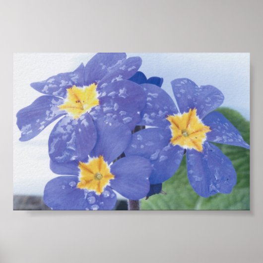 Lilac Winter Flower Pansy Poster (Vorne)