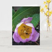 Lilac Wonder Tulip, Karte (Gelbe Blume)
