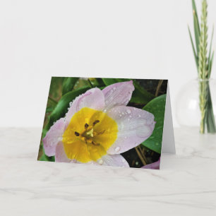 Lilac Wonder Tulip, Karte