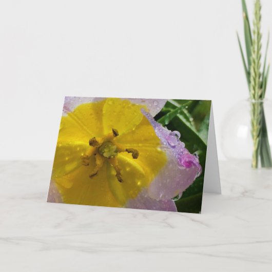 Lilac Wonder Tulip, Karte (Vorderseite)