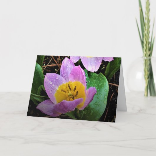 Lilac Wonder Tulip, Karte (Vorderseite)