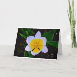 Lilac Wonder Tulip, Karte