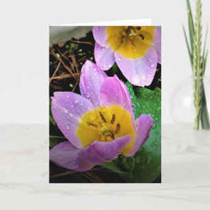 Lilac Wonder Tulip, Karte