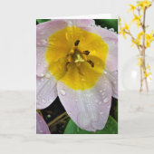 Lilac Wonder Tulip, Karte (Gelbe Blume)