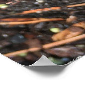 Lilac Wonder Tulip, Poster (Ecke)