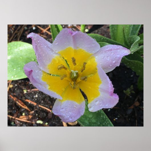 Lilac Wonder Tulip, Poster (Vorne)