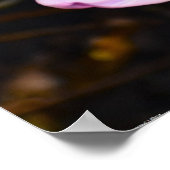 Lilac Wonder Tulip, Poster (Ecke)