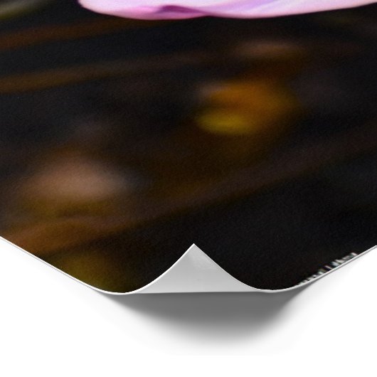 Lilac Wonder Tulip, Poster (Ecke)