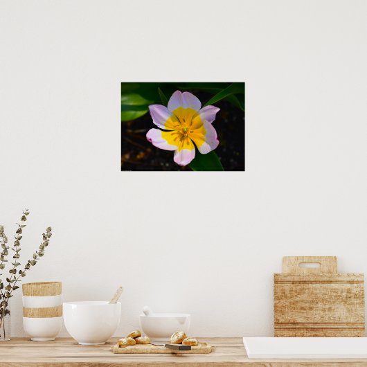 Lilac Wonder Tulip, Poster (Küche)