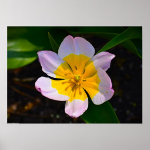 Lilac Wonder Tulip, Poster