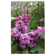 Lilacs - ALLE LILACS!! Foto