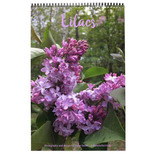 Lilacs - ALLE LILACS!! Foto Kalender (Titelbild)